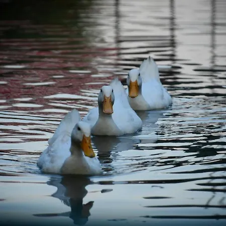 Gemicihan Bungalov Hotel *
