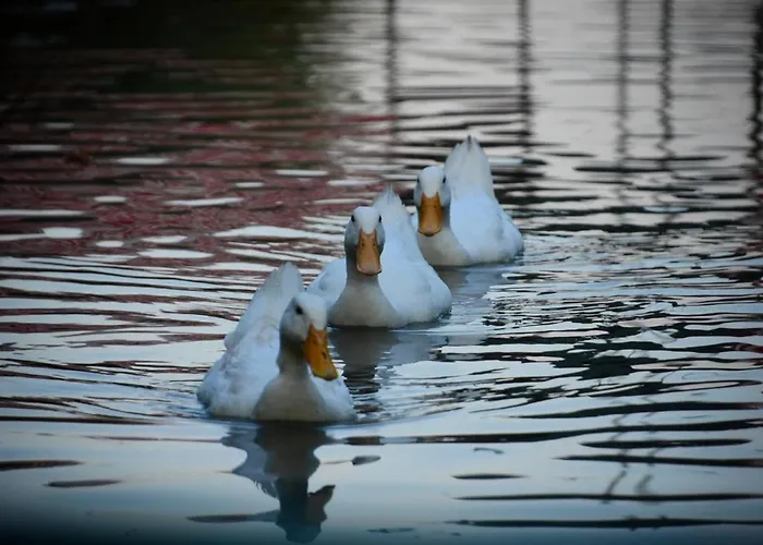 Gemicihan Bungalov Отель *